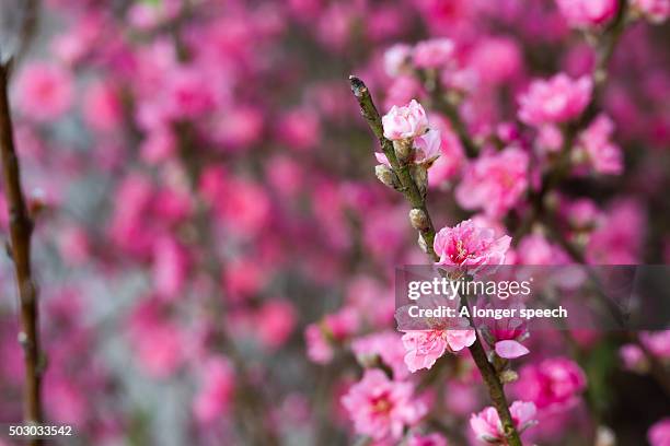 close-up of white cherry blossoms sakura blooming at springtime - new year japan ストックフォトと画像