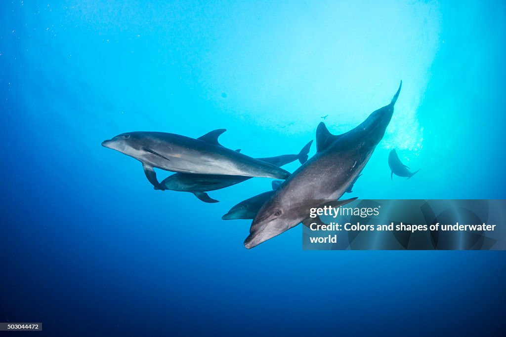 Group of dolphines