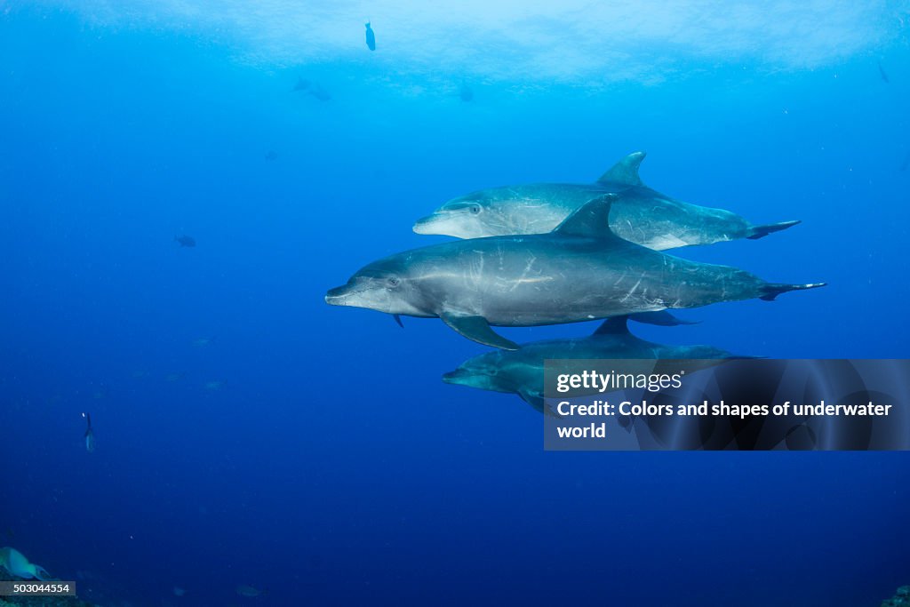 Happy bottlenose dolphin family