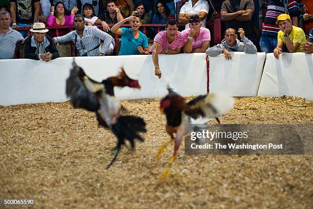 Spectators watch the cocks fight. Cockfighting is long linked to Cuban culture. It was banned by the government of Fidel Castro in 1968, however...