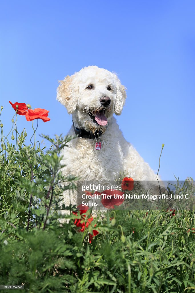 Labradoodle