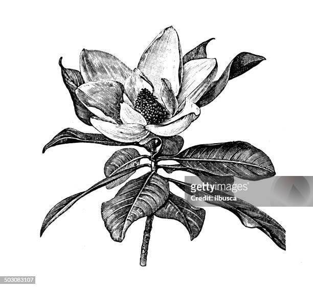 ilustrações de stock, clip art, desenhos animados e ícones de antiguidade ilustração de magnolia grandiflora (magnólia do sul ou bull bay) - magnólia