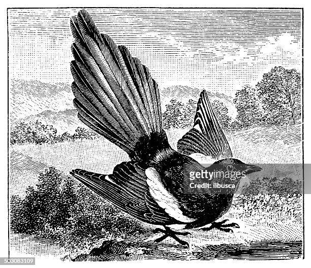antique illustration of common magpie (pica pica) - magpie stock illustrations