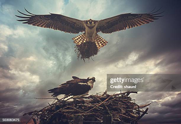 nesting osprey - hawk nest stock pictures, royalty-free photos & images