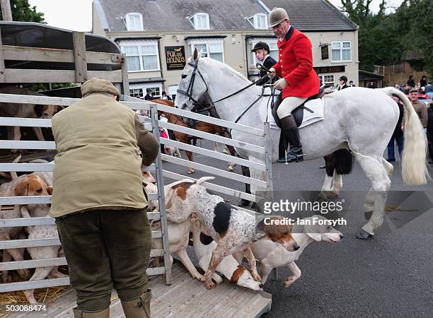 Hounds are released from their trailer as the Cleveland Hunt prepares to ride out on the traditional New Year's Day hunt on January 1, 2016 in...