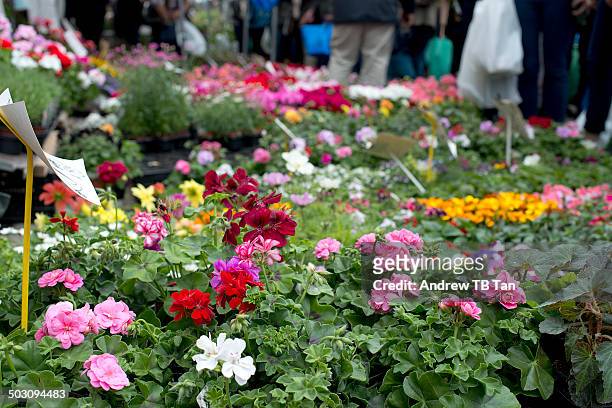 geraniums for sale at flower market - columbia road stock pictures, royalty-free photos & images