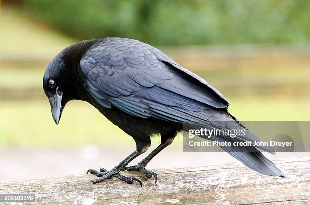 raven takes a bow - raven imagens e fotografias de stock