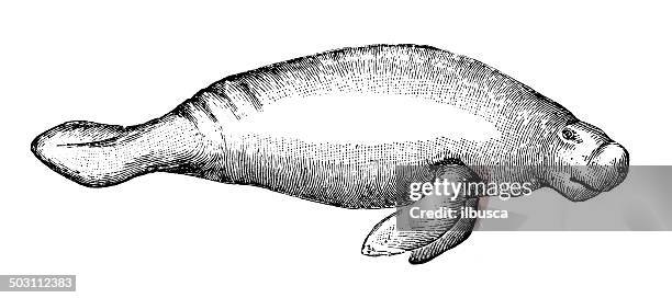 stockillustraties, clipart, cartoons en iconen met antique illustration of manatee - manatee