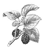 Antique illustration of Morus nigra (black mulberry)