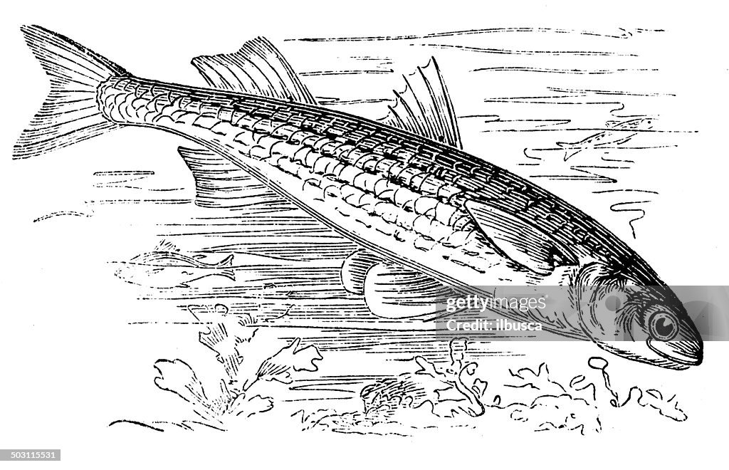 Antique illustration of flathead mullet (Mugil cephalus)