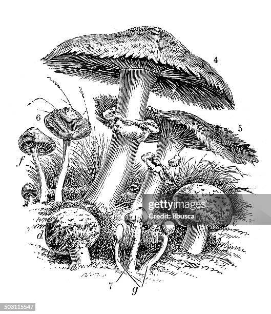 antique illustration of agaric mushrooms - orange agaric stock illustrations