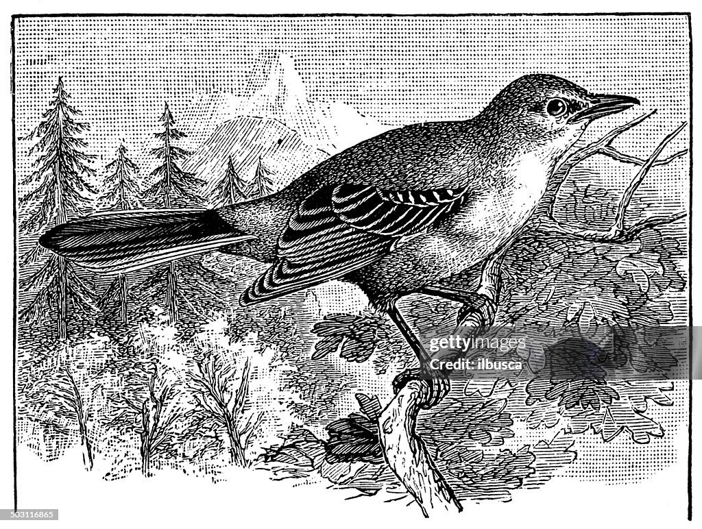 Antique illustration of Northern Mockingbird (Mimus polyglottos)