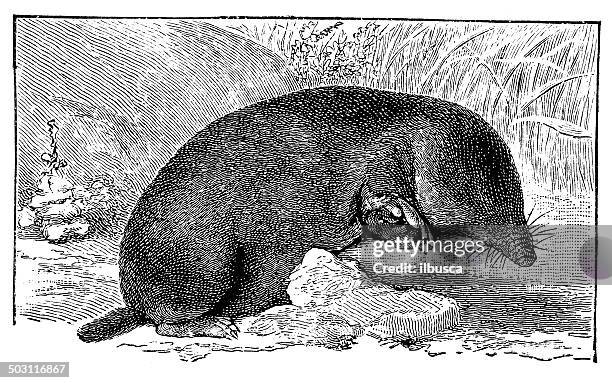 antique illustration of european mole (talpa europaea) - talpa europaea stock illustrations