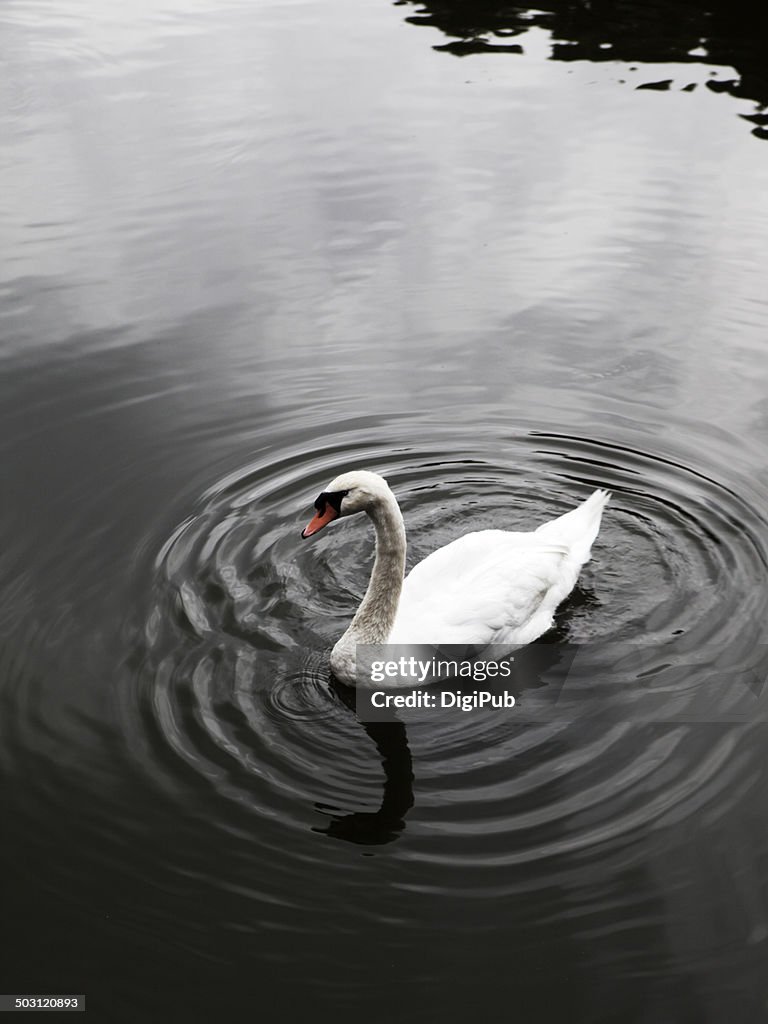 Swan in pond