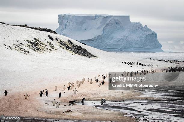 penguin highway - deception island foto e immagini stock
