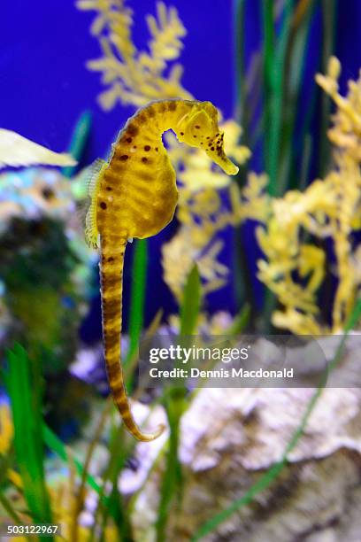 seahorse - yellow seahorse stock pictures, royalty-free photos & images