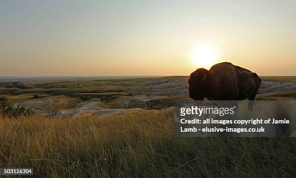 american plains bison silhouette at sunset, badlands - buffalo stock pictures, royalty-free photos & images