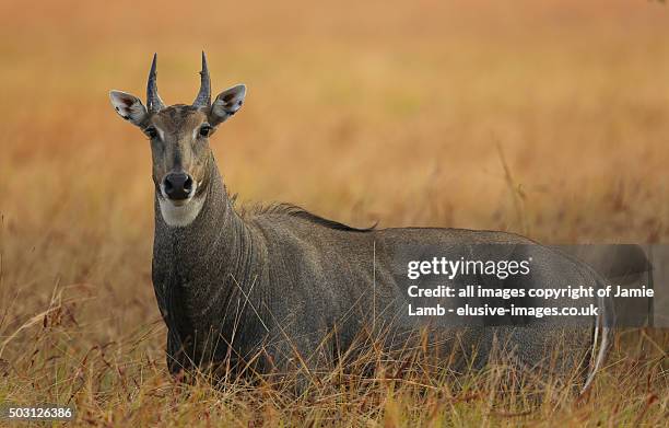 large male nilgai (bluebull) in india - nilgai stockfoto's en -beelden