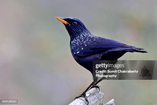 blue whistling thrush - lijster stockfoto's en -beelden