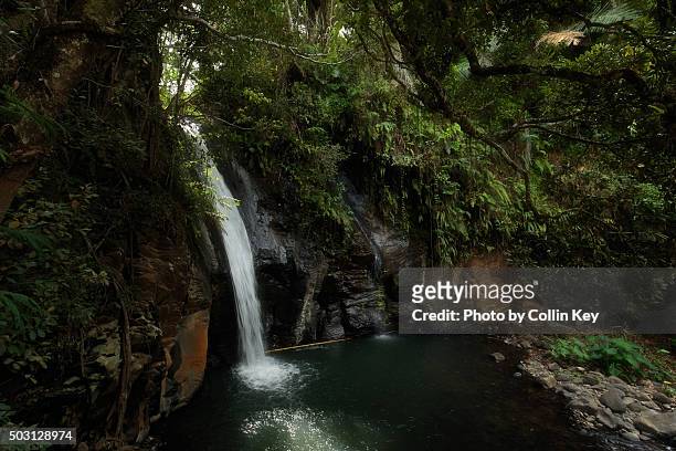 jungle waterfall - flores stock-fotos und bilder