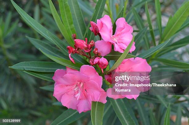 pink oleander (nerium oleander) flowers - pink oleander stock pictures, royalty-free photos & images