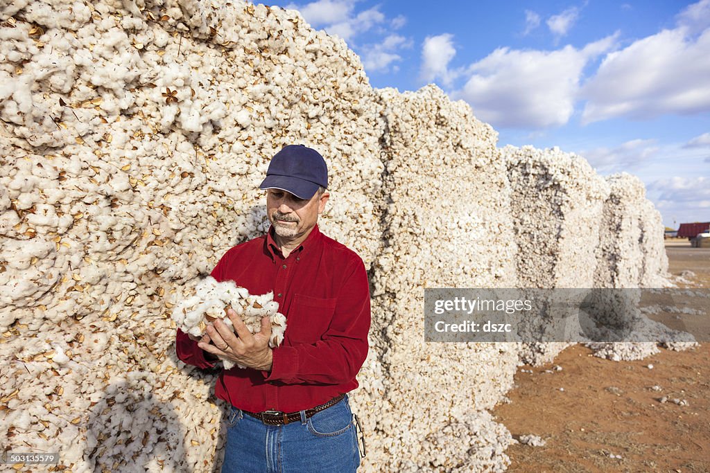 Farmer inspects cotton quality in harvested module