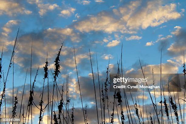 beach grass and blue sky - beach grass dunes silhouette stock pictures, royalty-free photos & images