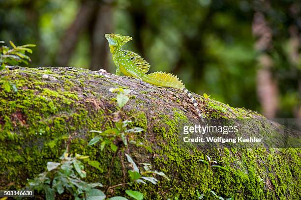 Plumed basilisk, Basiliscus plumifrons, also called a green basilisk, double crested basilisk, or Jesus Christ lizard, on a tree at Cano Negro...