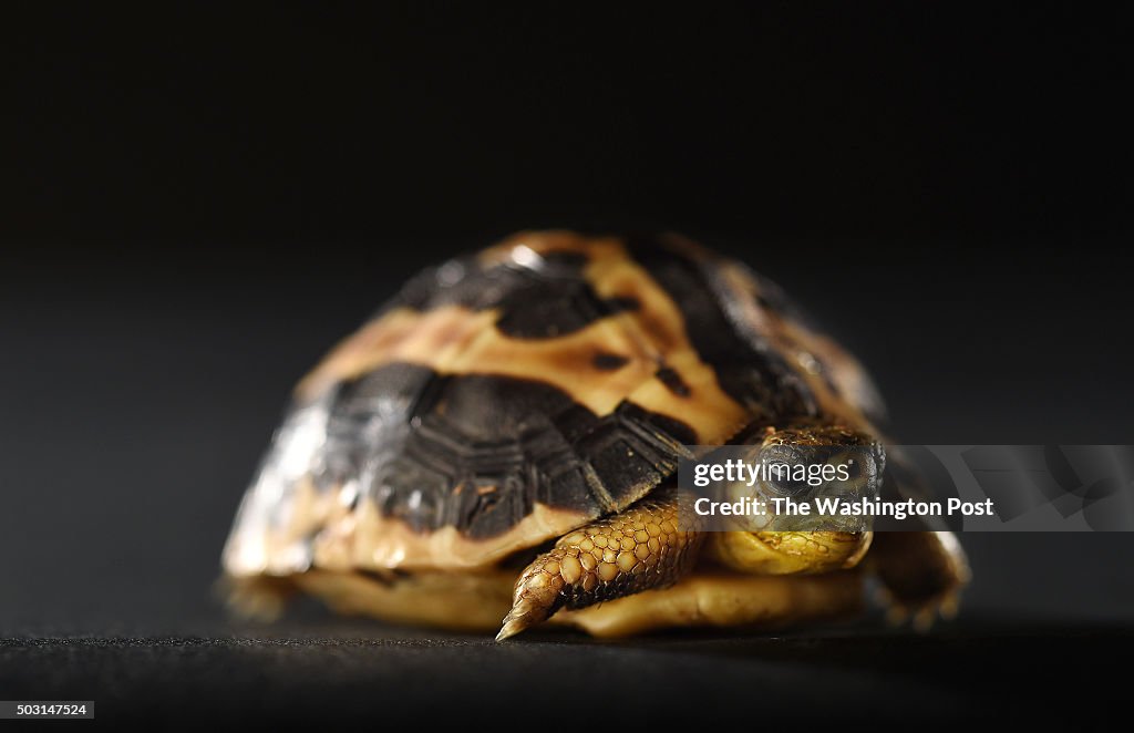 Zoo Baby Portraits - Washington, DC