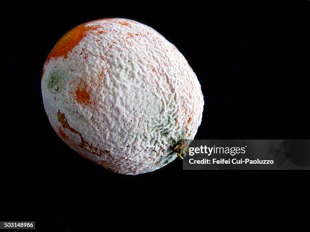 close up of a moldy orange on black backgrounds - powdery mildew fungus stockfoto's en -beelden