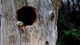 Venomous Bush Viper Snake Emerging From Bird Nest High-Res Stock Video  Footage - Getty Images