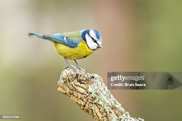 eurasian blue tit - bluetit fotografías e imágenes de stock