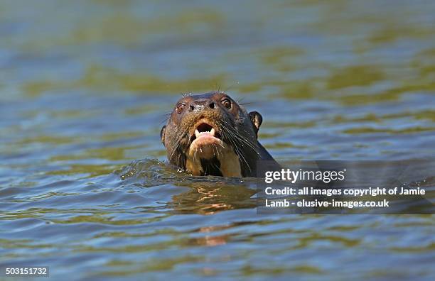 giant river otter portrait, brazil - giant river otters stock pictures, royalty-free photos & images