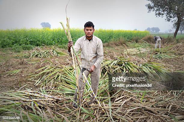 sugarcane colheita - cana de acucar imagens e fotografias de stock
