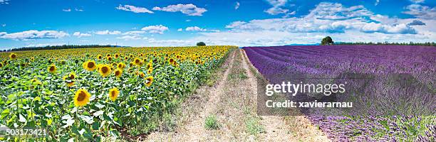 fields of provence - 2014 track field stock pictures, royalty-free photos & images