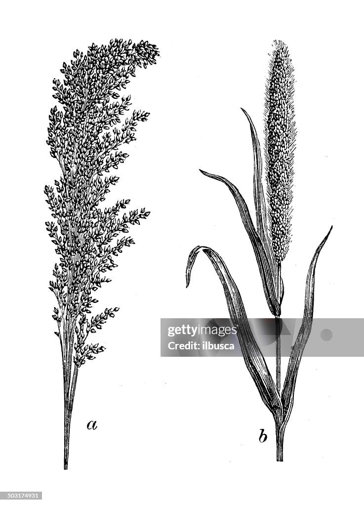 German R Millet Antique Illustration Of Common And German Millet High-Res Vector ...