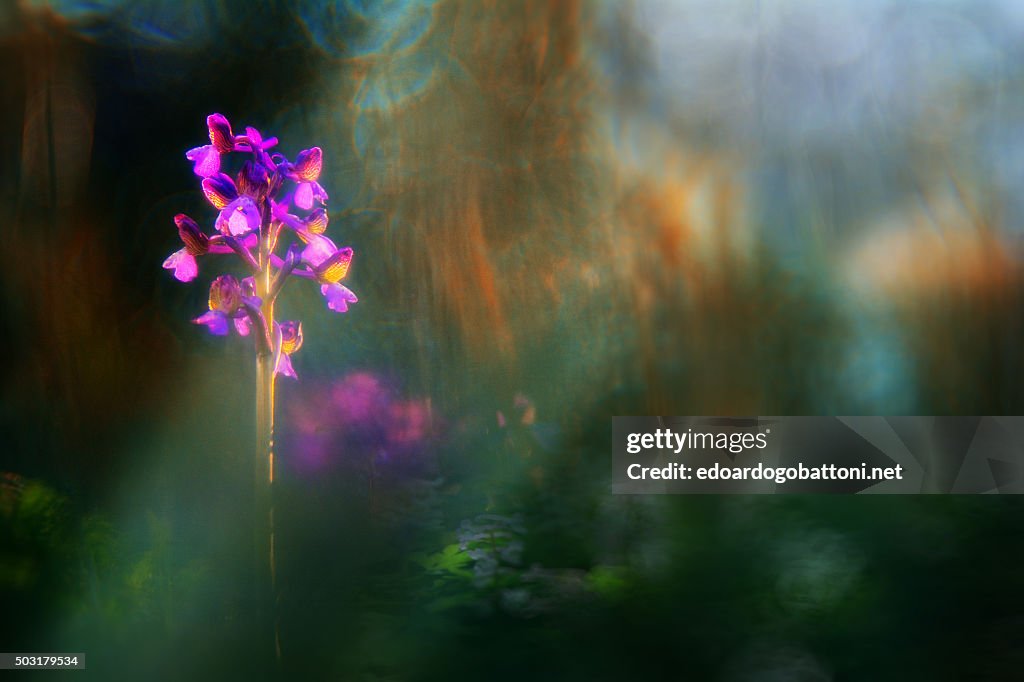 Wild orchid 1