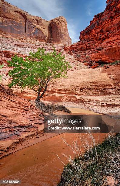 lone tree in coyote gulch - glen canyon stock-fotos und bilder