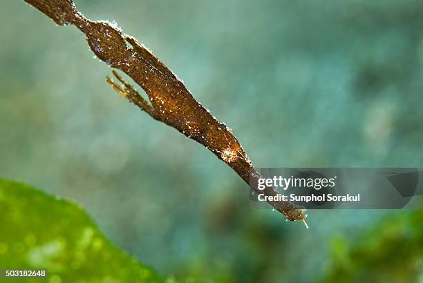 robust ghost pipefish or solenostomus cyanopterus - robust ghost pipefish stock pictures, royalty-free photos & images