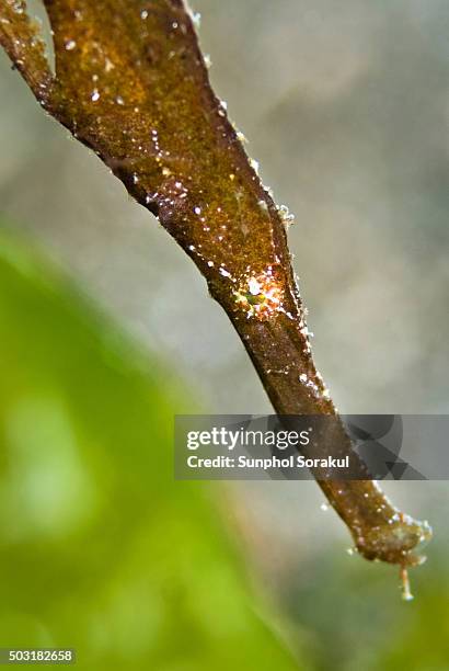 robust ghost pipefish or solenostomus cyanopterus - robust ghost pipefish stock pictures, royalty-free photos & images