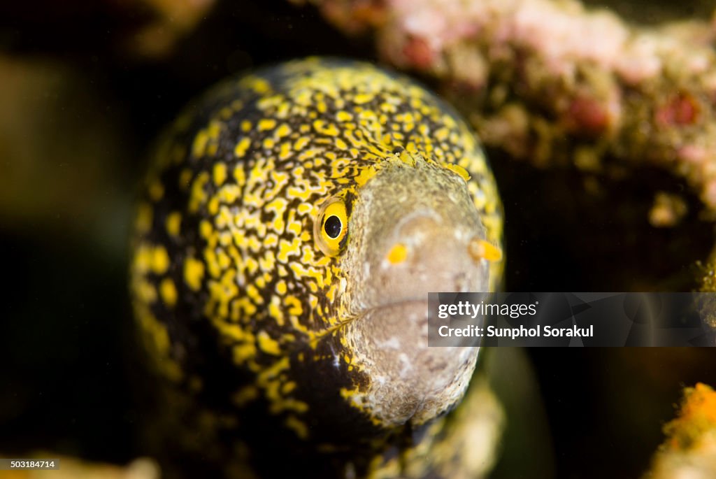 Yellow Edged Moray or Gymnothorax flavimarginatus