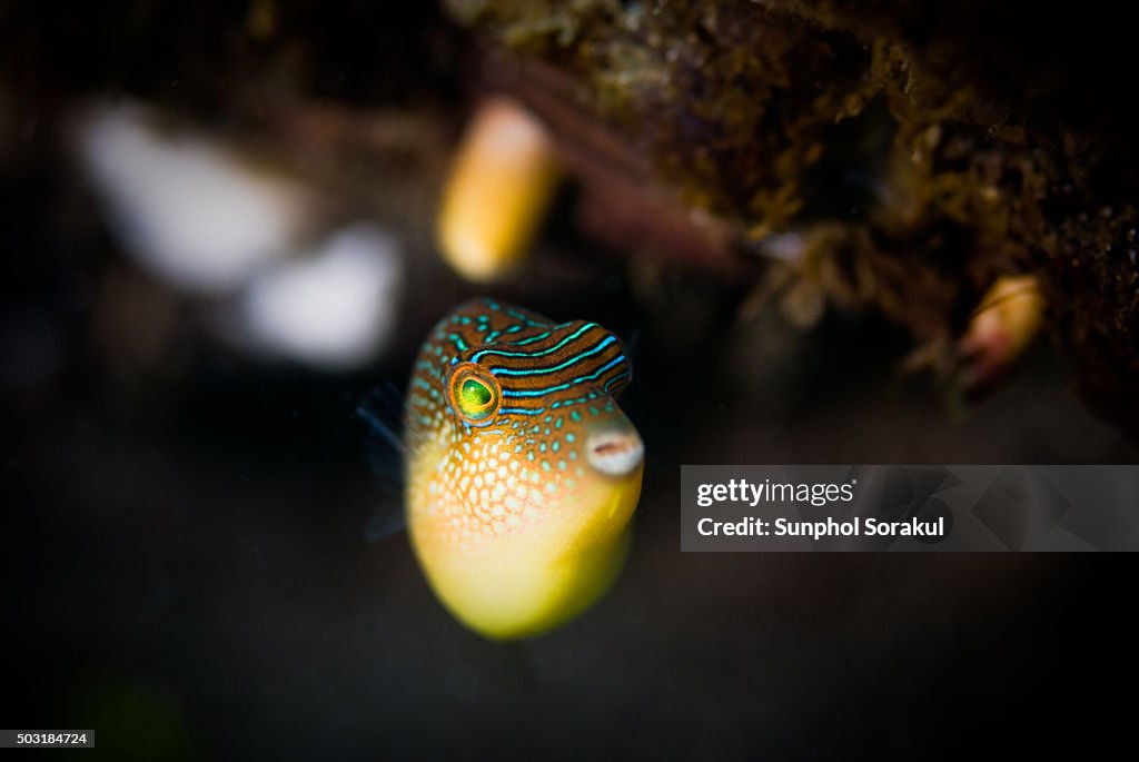 Juvenile Spotted Toby or Canthigaster solandri