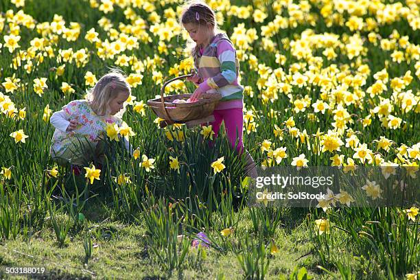 easter and daffodiles - field of daffodils 個照片及圖片檔