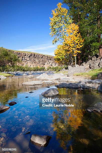 autumnal tree on the banks of orkhon river - orkhon river stock pictures, royalty-free photos & images
