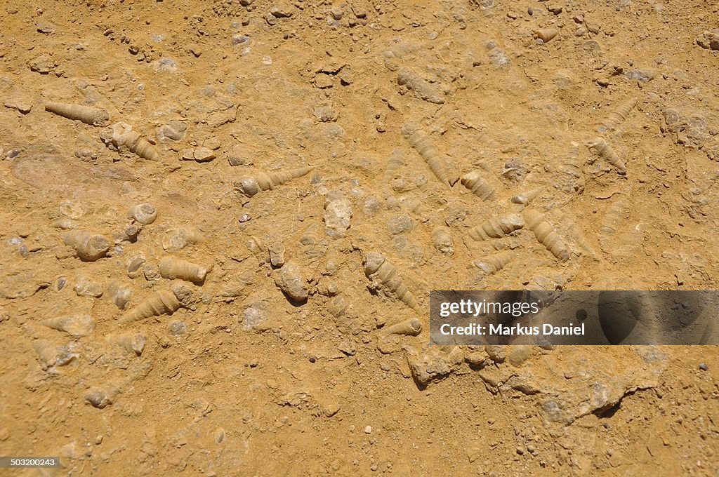 Gastropod Fossils from Paracas Desert, Peru