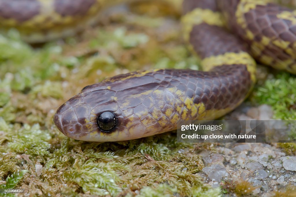 Close-up image of a Malayan Bridle Snake / Southern Bridle Snake (Dryocalamus subannulatus).