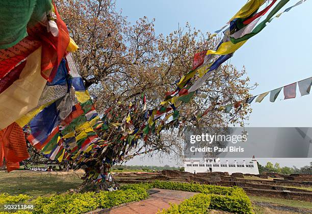 maya devi temple, lumbini, nepal - buddhism at lumbini stock pictures, royalty-free photos & images