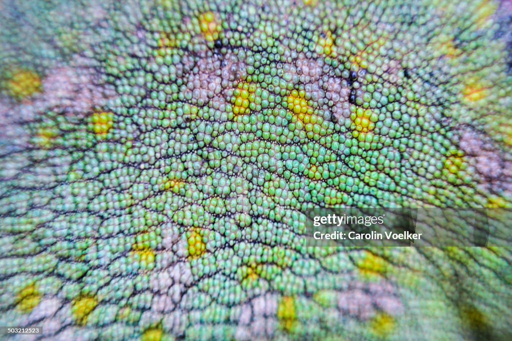 Macro of chameleon skin