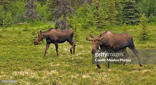 moose siblings - homer alaska stockfoto's en -beelden