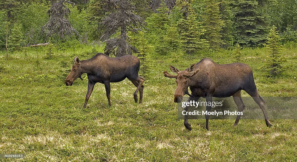 Moose Siblings